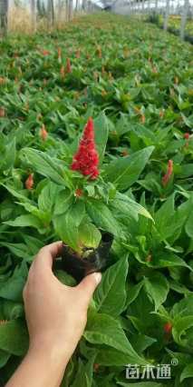 高度25厘米一支笔