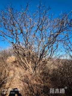 高度400厘米丛生黄栌