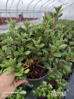 高度40厘米杜鹃