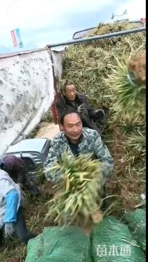 高度30厘米金边麦冬