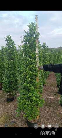 高度150厘米火山榕