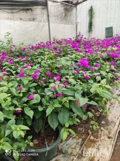 高度100厘米三角梅