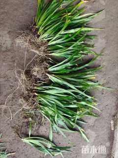 高度10厘米蓝花鸢尾