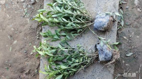 高度50厘米小叶栀子