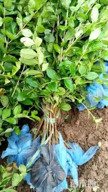 高度80厘米矮紫薇小苗