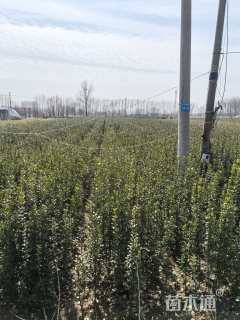 高度180厘米北海道黄杨