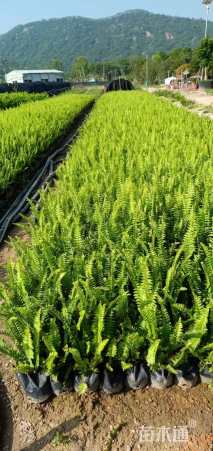 高度22厘米肾蕨