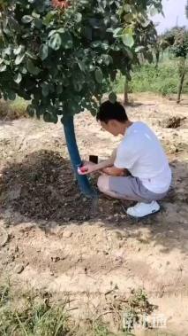 10公分树状月季