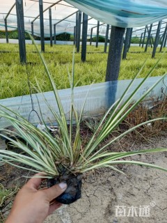 高度20厘米金叶石菖蒲