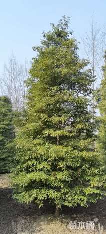 10公分金丝楠木