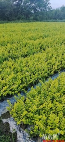 高度50厘米金叶女贞