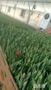 高度17厘米郁金香