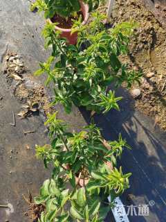 高度40厘米狗牙花