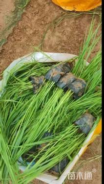 高度50厘米紫穗狼尾草