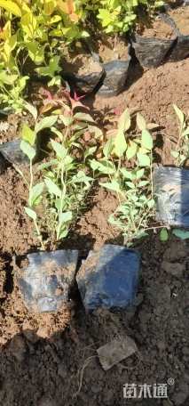 高度15厘米金焰绣线菊