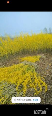 高度120厘米连翘