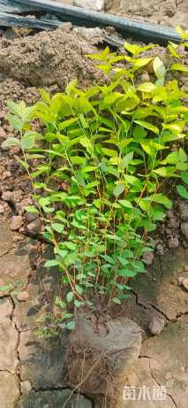 高度40厘米粉花绣线菊