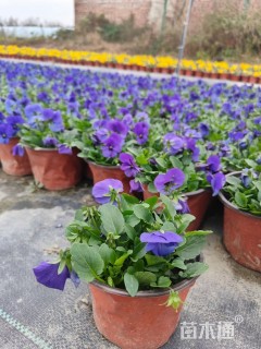 高度10厘米角堇