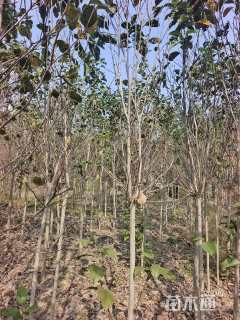 高度250厘米郁金香