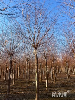 14公分金丝垂柳