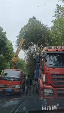 19公分弗吉尼亚栎