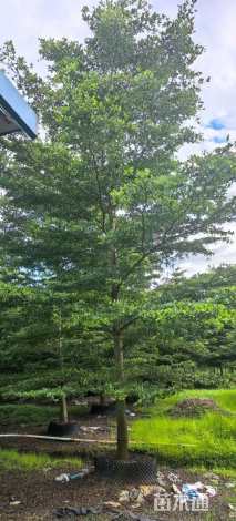 14公分小叶榄仁