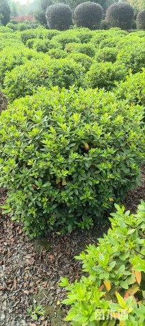 冠幅50厘米毛鹃球