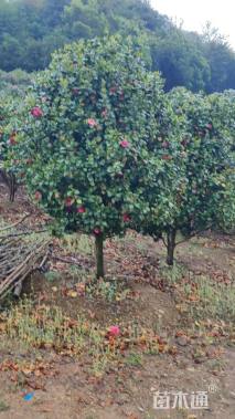 高度280厘米茶花