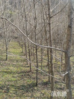 8公分(5杆)丛生女贞