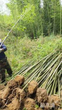 地栽苗早园竹