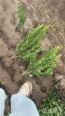 高度45厘米瓜子黄杨