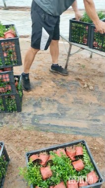 高度25厘米萼距花