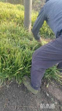 高度30厘米鸢尾