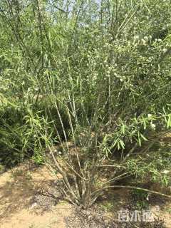 高度250厘米杞柳