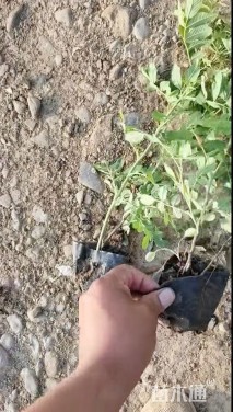 高度20厘米银香菊