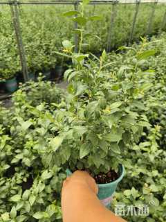 高度30厘米蓝莓