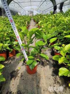 高度25厘米木槿