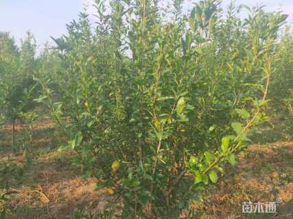 高度200厘米花石榴