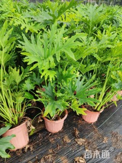 高度50厘米春羽