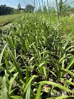 高度30厘米百子莲