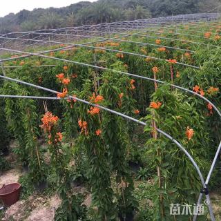 主蔓长100厘米炮仗花