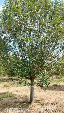 10公分绚丽海棠