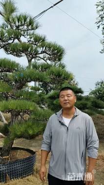 30公分造型黑松