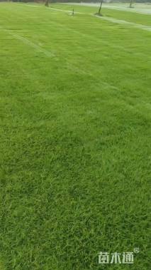 草卷状百慕大草