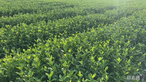 高度30厘米小叶栀子