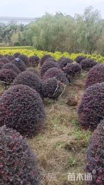 冠幅180厘米红花继木球