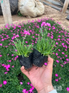 高度10厘米欧石竹