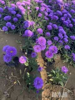 高度10厘米荷兰菊