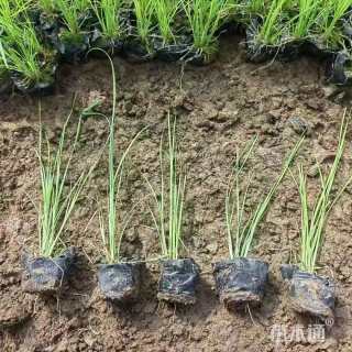 高度30厘米香蒲