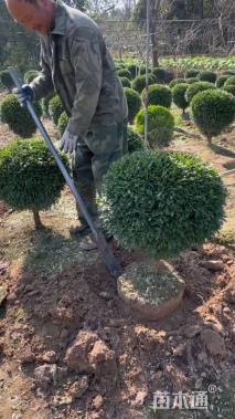 高度60厘米雀舌黄杨